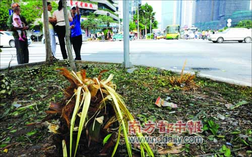 体育东路和天河路交界的一处隔离绿化带,上面的绿化物几乎被踩光。